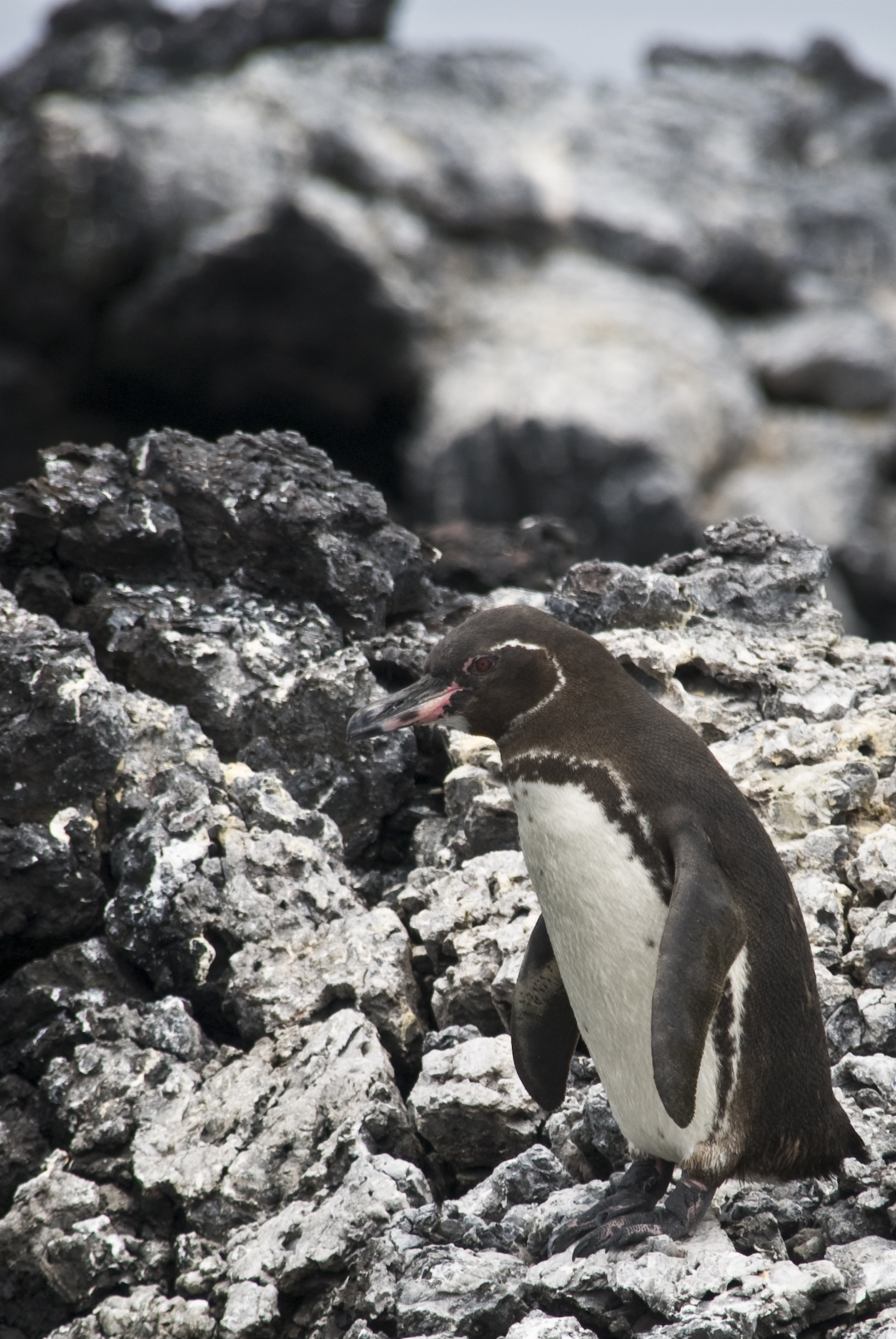 Galapagos Pinguin